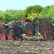 39- Sculptures en bois du marae Taputapuatea 